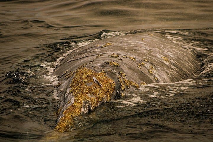5-Day Baja Whale Safari: Gray Whales, Humpbacks & Whale Shark Snorkel photo 4