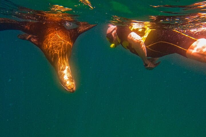 Snorkel with Whale Sharks and Sea Lions — La Paz Balandra Beach Picnic photo 2