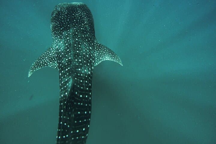 La Paz Whale Shark Snorkel — 3-Hour First-Class Semi-Private Encounter photo 2