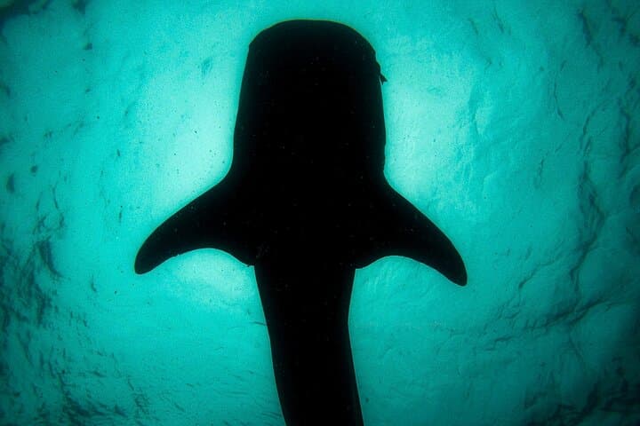 La Paz Whale Shark Snorkel — 3-Hour First-Class Semi-Private Encounter photo 5