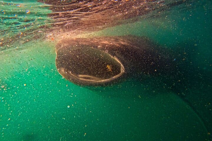 La Paz Whale Shark Snorkel — 3-Hour First-Class Semi-Private Encounter photo 3