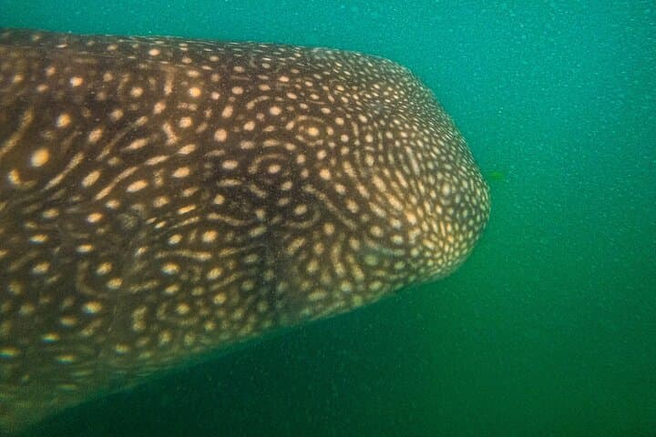 La Paz Whale Shark Snorkel — 3-Hour First-Class Semi-Private Encounter photo 6
