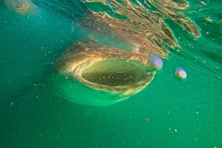 La Paz Whale Shark Snorkel — 3-Hour First-Class Semi-Private Encounter photo 4