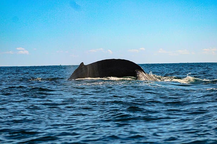 Super VIP Humpback Whale Tour from La Paz to Cabo — 3-Hour Whale Watching photo 2