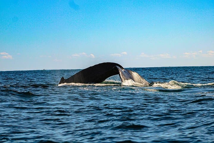 Super VIP Humpback Whale Tour from La Paz to Cabo — 3-Hour Whale Watching photo 3