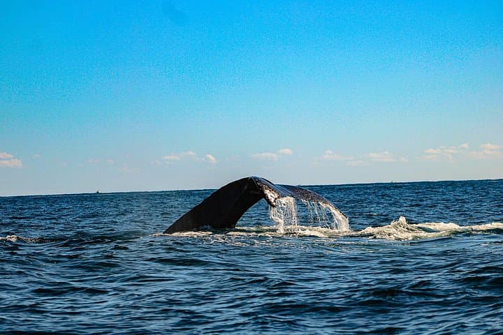 Super VIP Humpback Whale Tour from La Paz to Cabo — 3-Hour Whale Watching photo 4