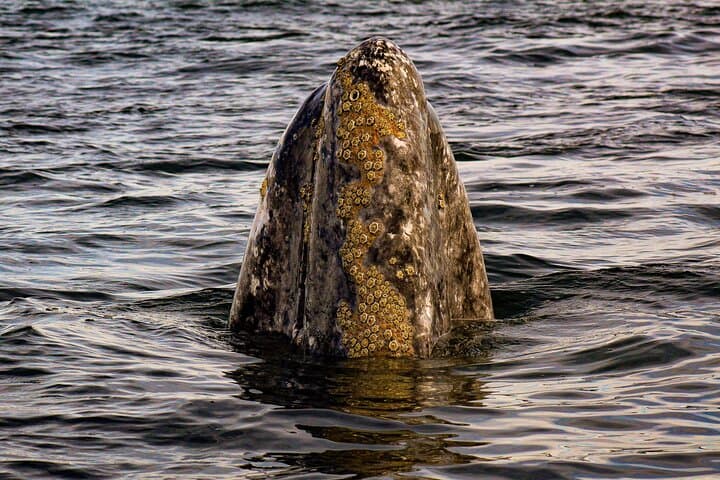 Gray Whale Journey: Super VIP 10-Hour Whale-Watching Tour in Bahía Almejas
