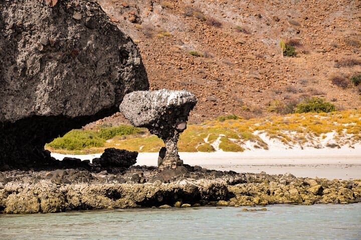 Balandra Beach Snorkel with Sea Lions — La Paz Day Trip from Pichilingue photo 1