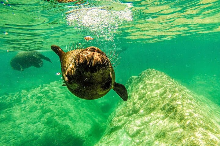 Snorkel with Whale Sharks and Sea Lions — La Paz Balandra Beach Picnic photo 5