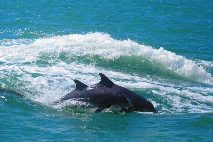 Guaranteed Dolphin Watching Cruise in Clearwater photo 6