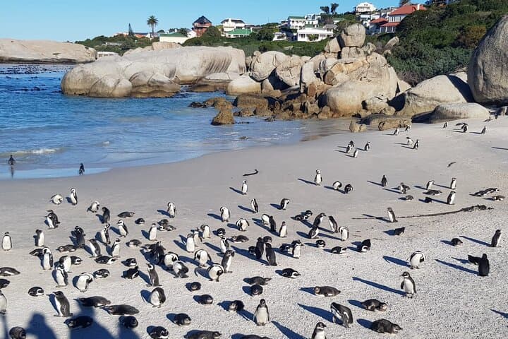 Table Mountain to Cape Point: Full-Day Cape Town Tour with Boulders Penguins photo 3