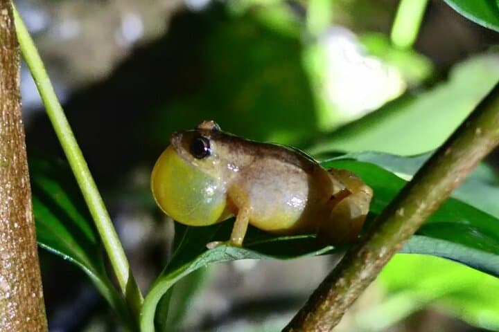 Monteverde Night Walk: Cloud-Forest Nocturnal Wildlife Tour photo 4