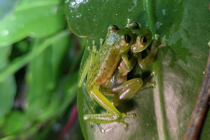Monteverde Night Walk: Cloud-Forest Nocturnal Wildlife Tour