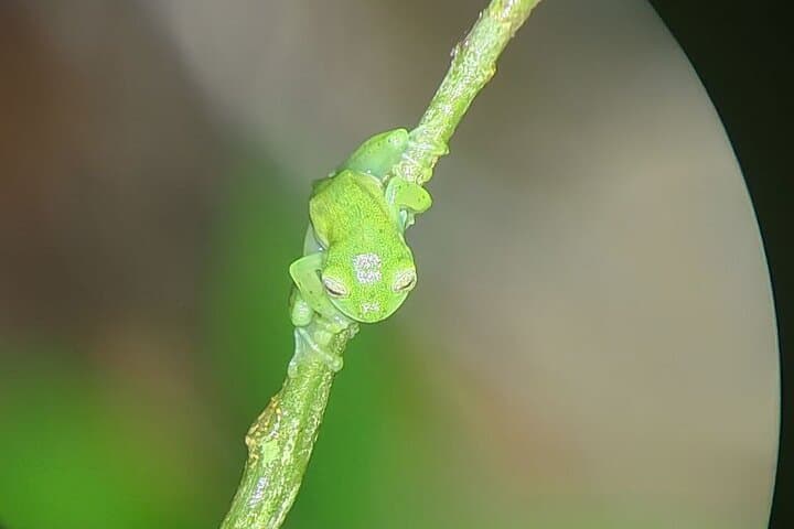 Monteverde Night Walk: Cloud-Forest Nocturnal Wildlife Tour photo 6