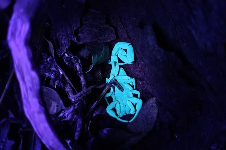 Monteverde Night Walk: Cloud-Forest Nocturnal Wildlife Tour photo 2