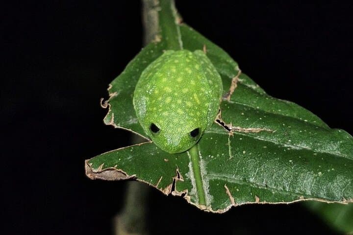 Monteverde Night Walk: Cloud-Forest Nocturnal Wildlife Tour photo 5