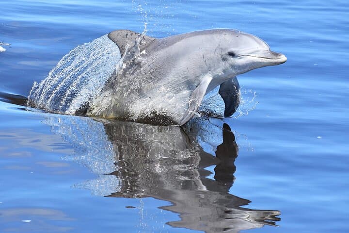 Mandurah Giant & Dolphin Cruise: Seba's Song Boat Tour on Peel-Harvey Estuary photo 3