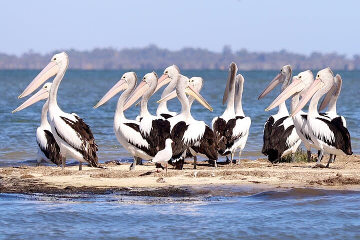 Mandurah Giant & Dolphin Cruise: Seba's Song Boat Tour on Peel-Harvey Estuary photo 5