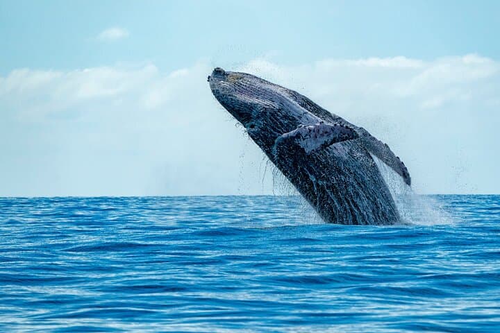 High-Speed Waikiki Whale Watching: Zodiac Cruise from Kewalo Basin photo 1