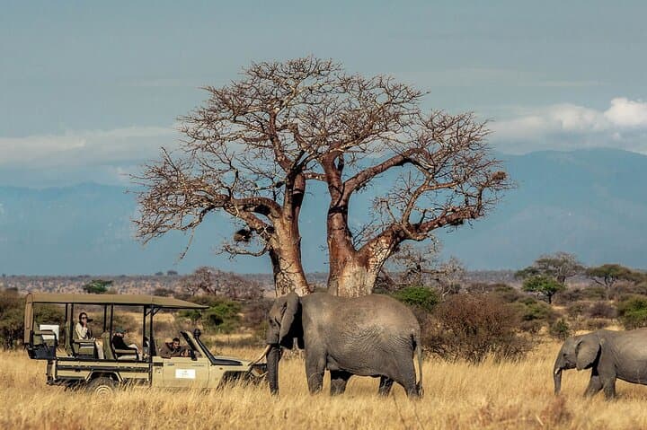 Tarangire Day Safari: Elephant Herds, Baobabs & Riverine Wildlife from Arusha photo 6