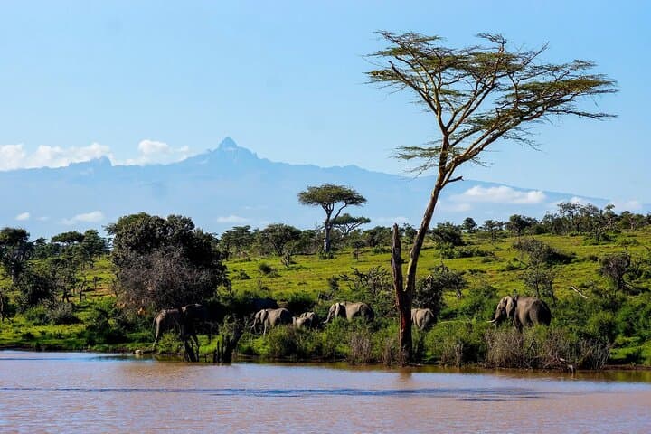 Aberdares Luxury Lodge Safari: Night Wildlife Viewing at Treetops & The Ark photo 5