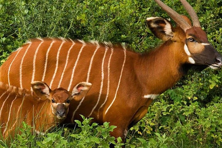 5-Day Aberdares, Solio & Samburu Luxury Safari — 4x4 Kenya Wildlife Tour photo 2
