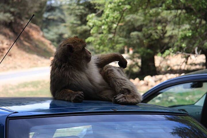 Middle Atlas Day Trip from Fes: Cedars, Ifrane & Berber Villages