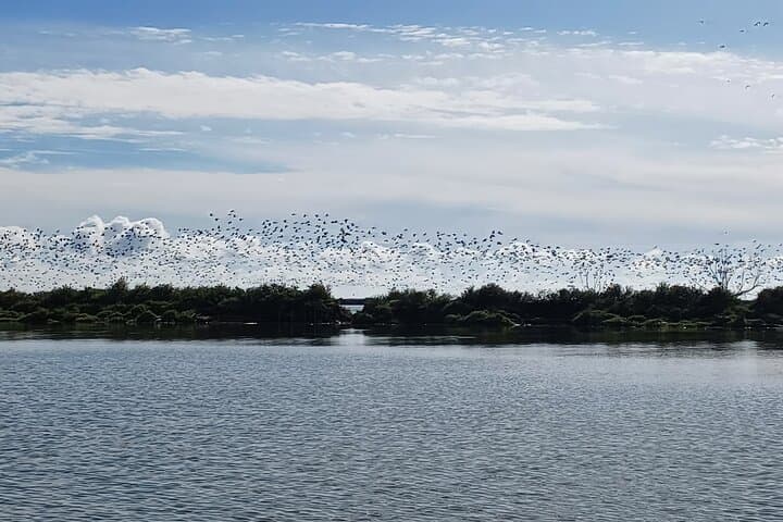 Tagus Estuary Birdwatching Boat Tour: 3-Hour Tejo Nature Reserve Cruise from Lisbon photo 2