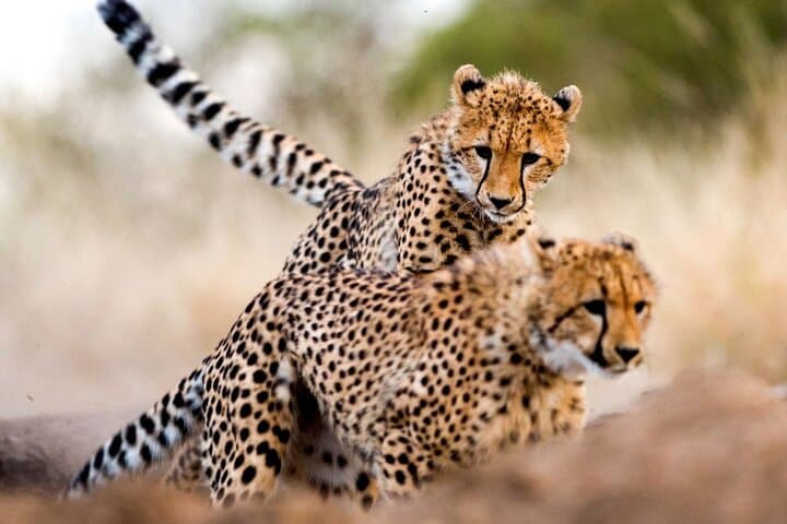 4-Day Ol Pejeta, Aberdare & Solio Ranch Safari: Rhinos, Waterfalls & Big-Game Drives photo 4