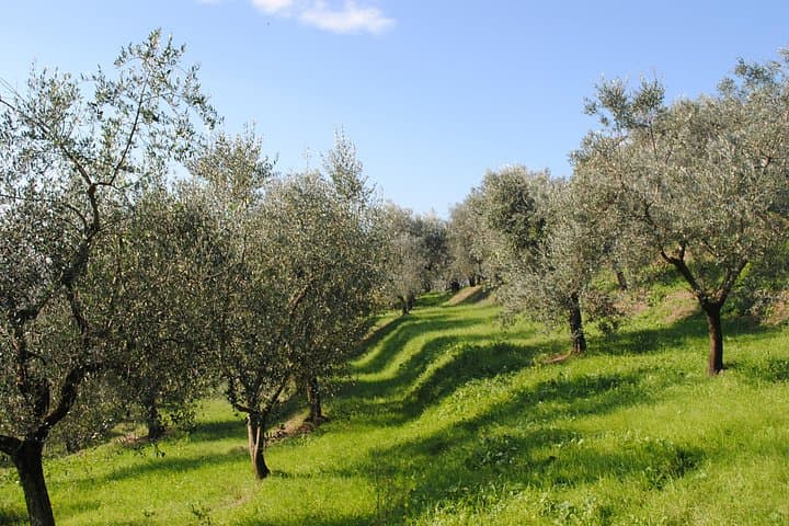 Jeep Safari Cretan Hills: Hidden Caves, Olive Oil & Raki Tasting photo 1