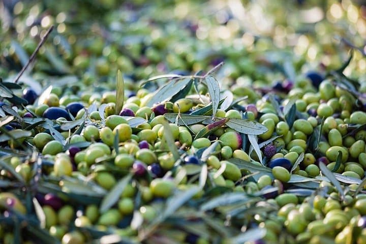 Private Wine and Olive Oil Tasting Tour with Lunch in Archanes & Peza