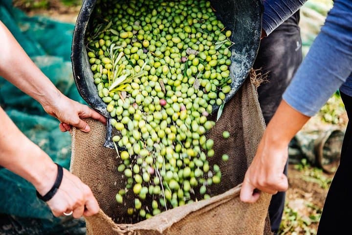 Jeep Safari Cretan Hills: Hidden Caves, Olive Oil & Raki Tasting photo 3