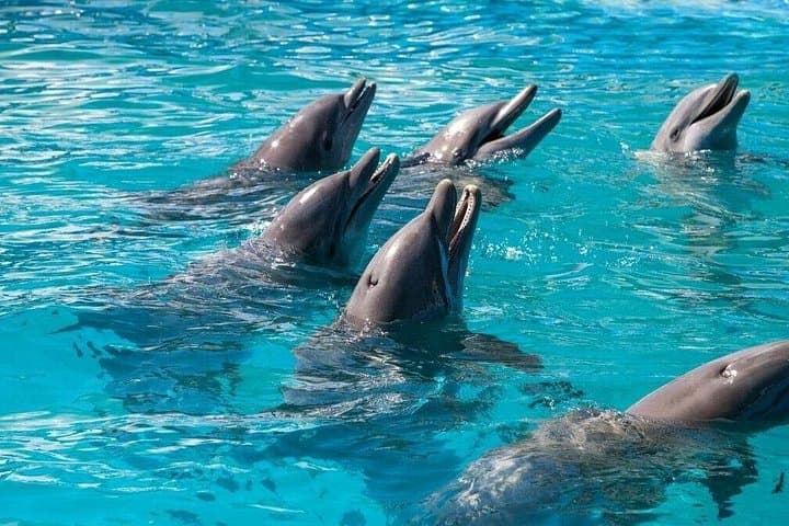 Private Dolphin Safari in Key West: Six Fins Dolphin Playground Charter photo 3