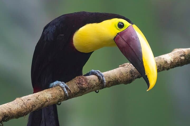 2-Day Guatapé & San Rafael Private Tour: Helicopter, Boat, Jungle Birding photo 1
