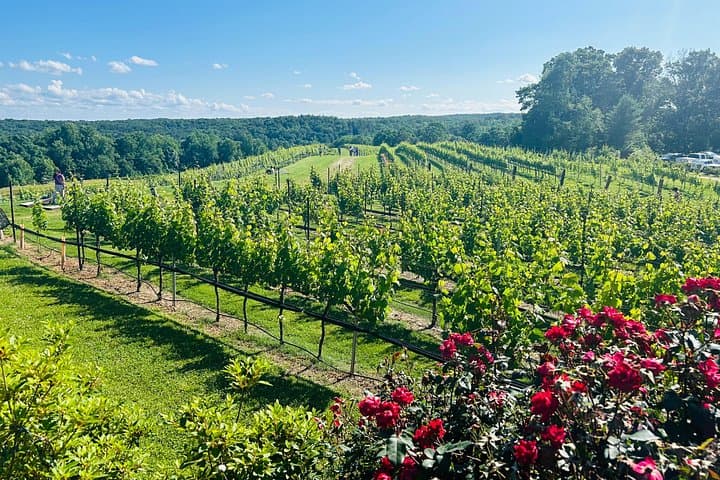 Dahlonega Wine & Dine Day Trip from Atlanta — Private Chauffeur & Mountain Tastings photo 2