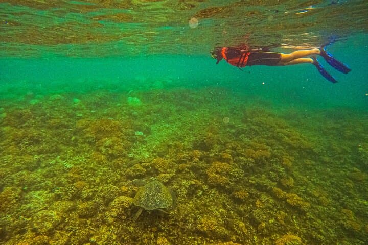 Balandra Beach Snorkel with Sea Lions — La Paz Day Trip from Pichilingue photo 3