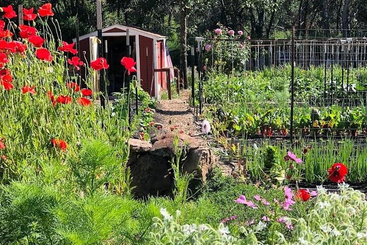 Hands-On No-Till Farm Workshop Above Napa Valley: Learn Regenerative Market Gardening photo 2