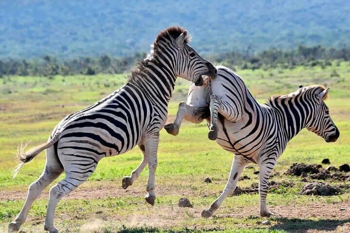Great Addo Elephant Park Safari: Full-Day Wildlife Experience from Port Elizabeth photo 3