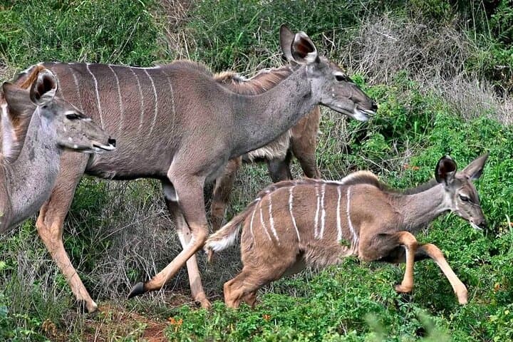 Great Addo Elephant Park Safari: Full-Day Wildlife Experience from Port Elizabeth photo 4