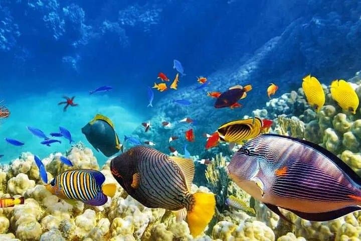 Private Island Hopping from Mactan: Nalusuan, Hilutungan & Caohagan Day Trip