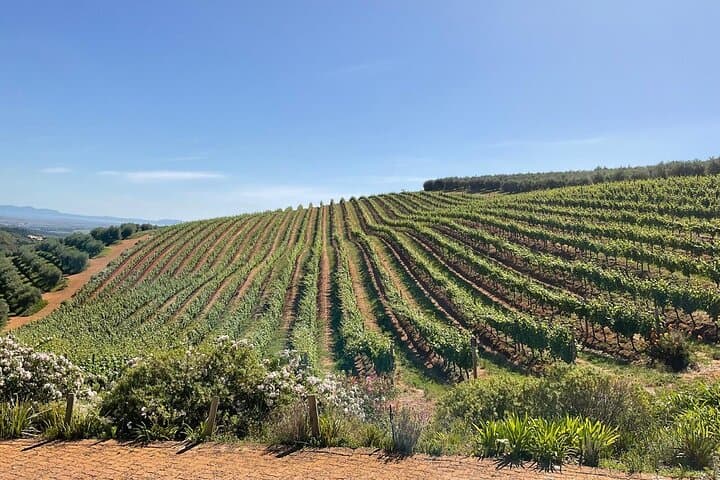 Exploring South Africa’s Cape Winelands: Paarl, Stellenbosch & Franschhoek Wine Tour from Cape Town photo 5