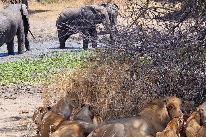 8-Day Private Serengeti Safari: Big Five, Great Migration & Ngorongoro Crater photo 4