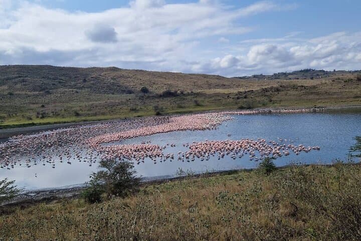 8-Day Private Serengeti Safari: Big Five, Great Migration & Ngorongoro Crater photo 5