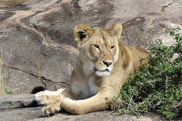 8-Day Private Serengeti Safari: Big Five, Great Migration & Ngorongoro Crater photo 6
