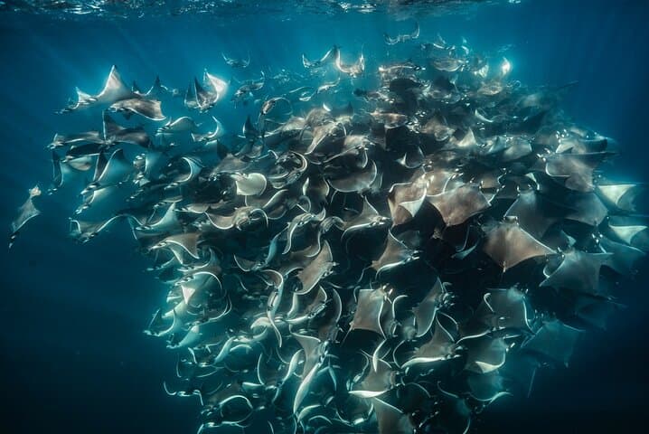 ocean-safari-la-ventana-mobula-rays-orcas-and-dolphins photo 5