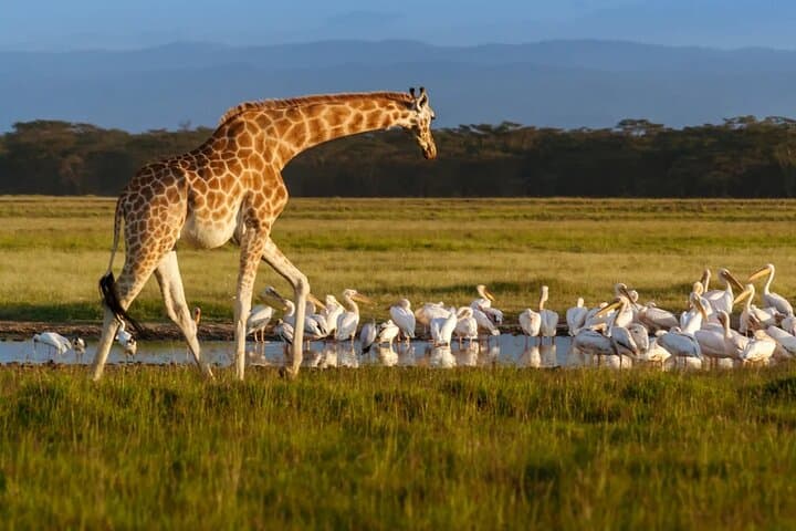 Private 7D6N Rivals of the Savannah: Kenya Safari from Nairobi to Masai Mara photo 2