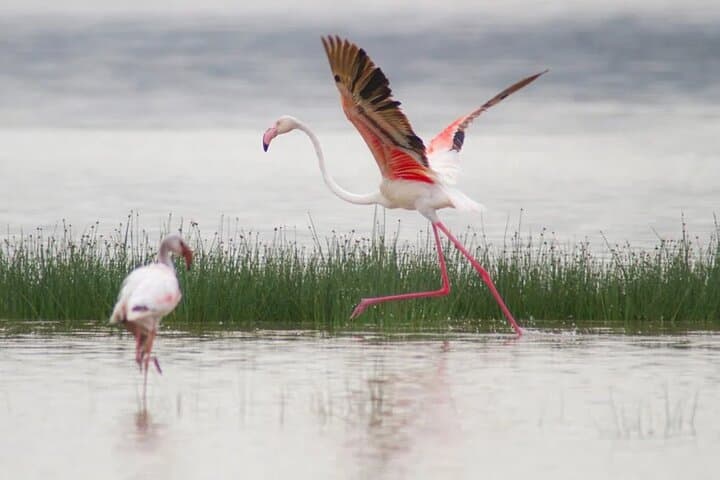 Private 7D6N Rivals of the Savannah: Kenya Safari from Nairobi to Masai Mara photo 4