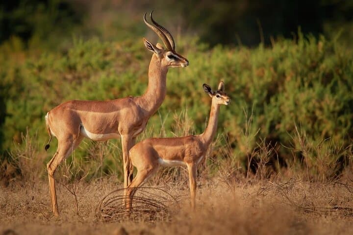 Private 7D6N Rivals of the Savannah: Kenya Safari from Nairobi to Masai Mara photo 6