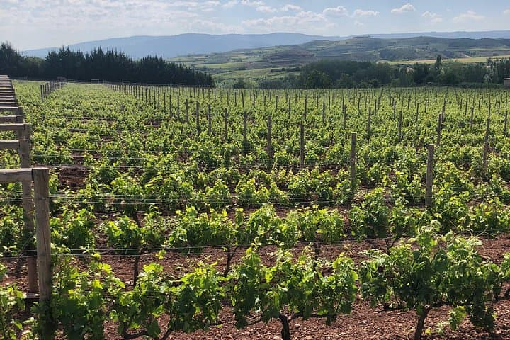 Full-Day Rioja Wine Tour with Pintxos: Rioja Alta & Alavesa Tasting Experience photo 3