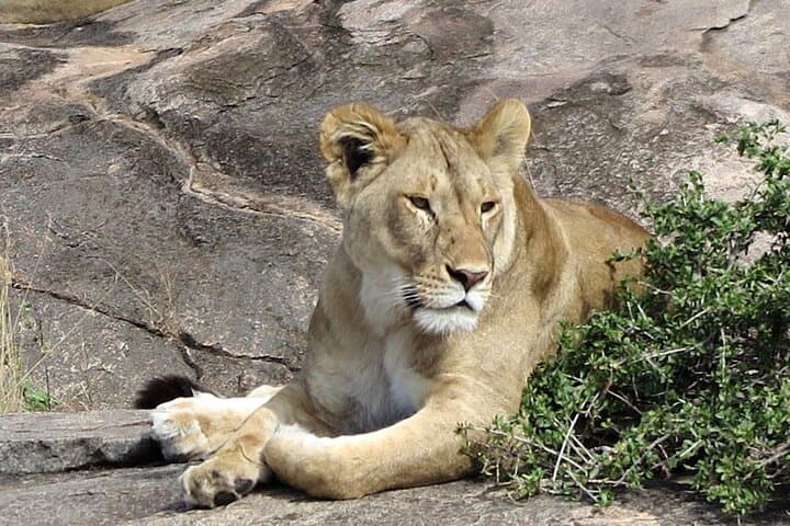 Tanzania Safari: Tarangire, Ngorongoro & Serengeti — 6–7 Day Private Wildlife Tour photo 4